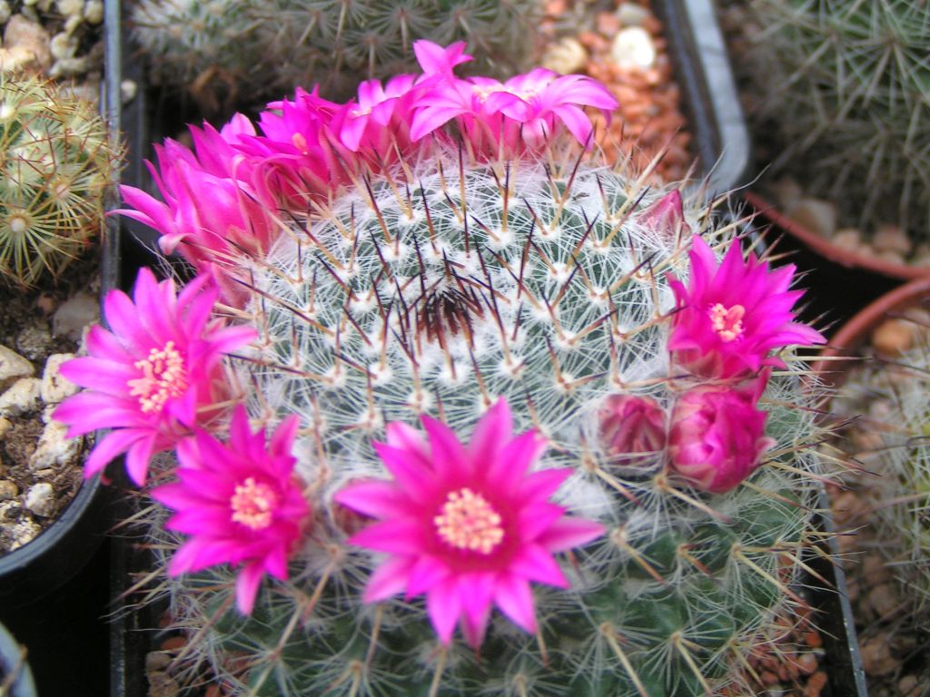 Mammillaria orcutii